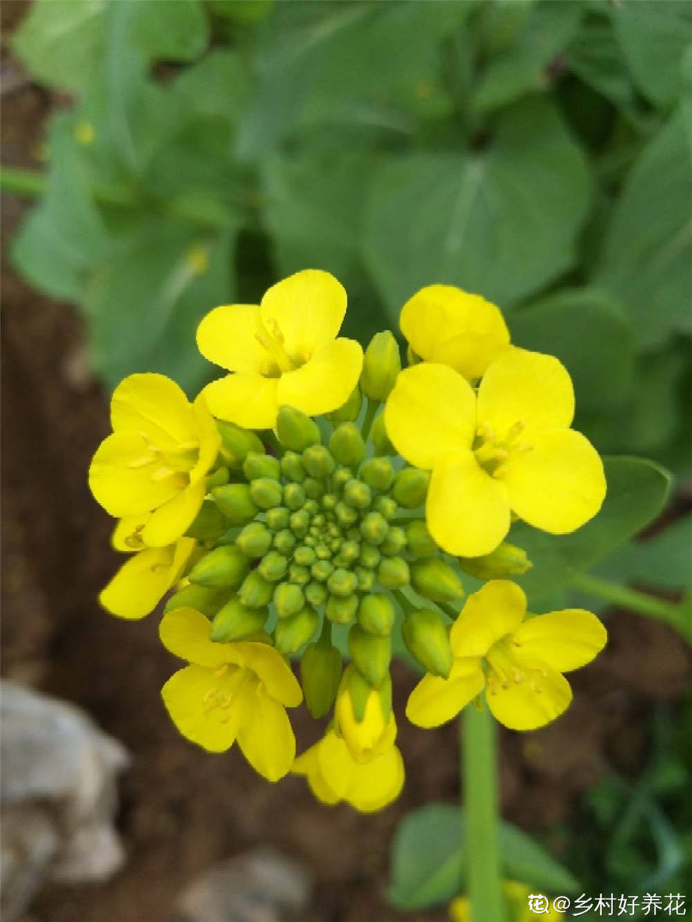 花菱草