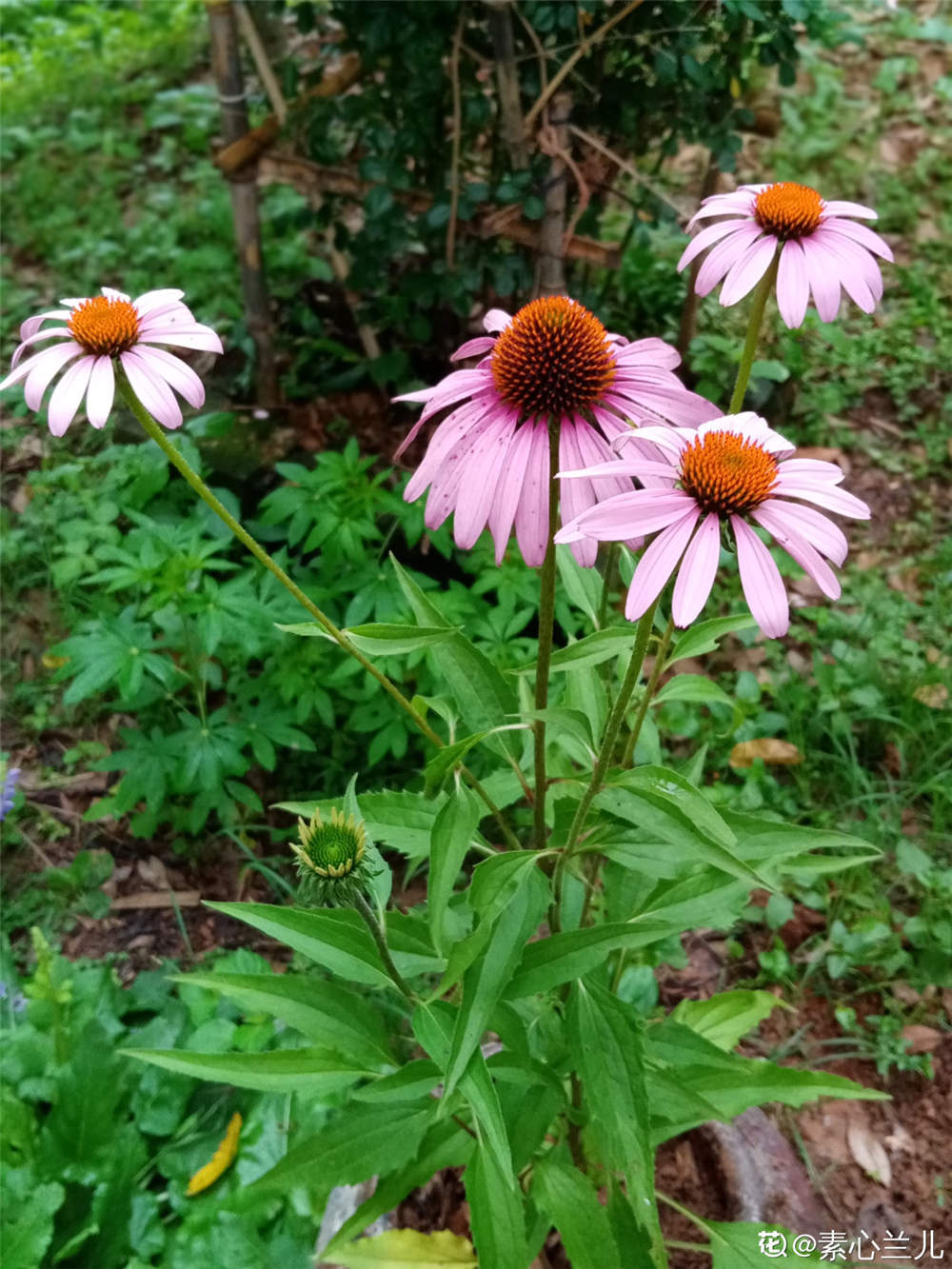 松果菊