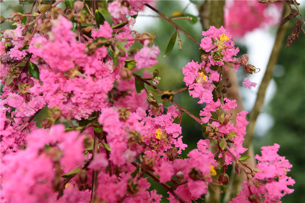 紫薇花