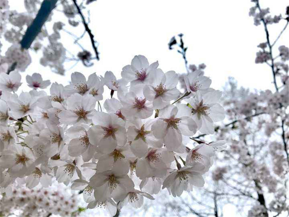 樱花