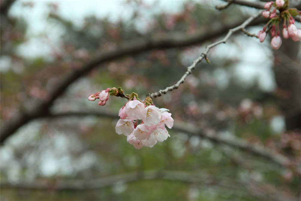 樱花