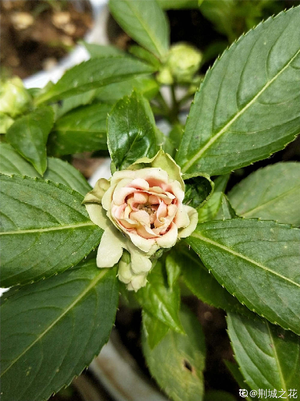 茶花凤仙