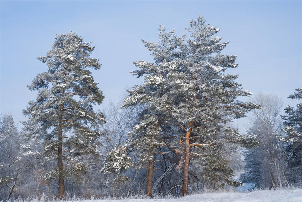 雪松