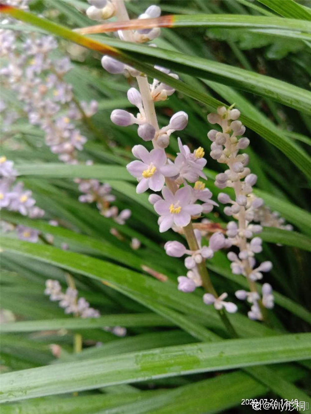 麦冬草