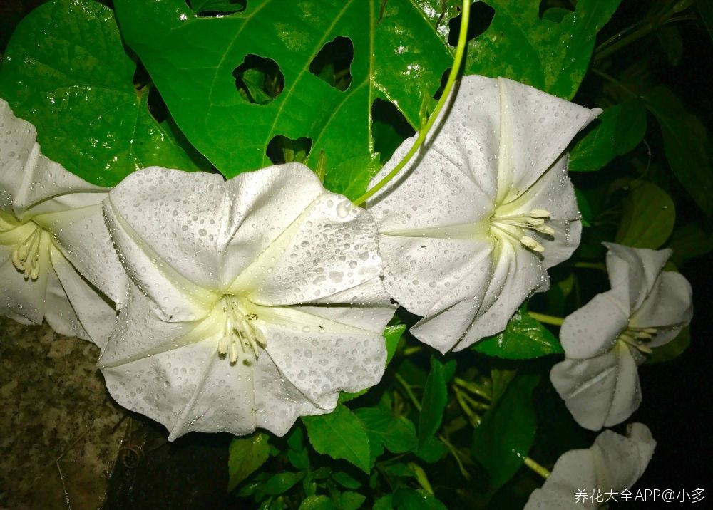 月光花的花语和文化意蕴 百科植物