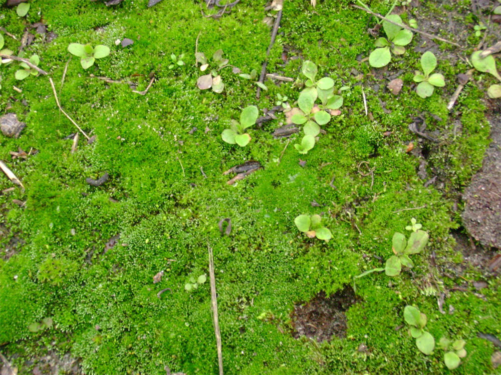 苔藓