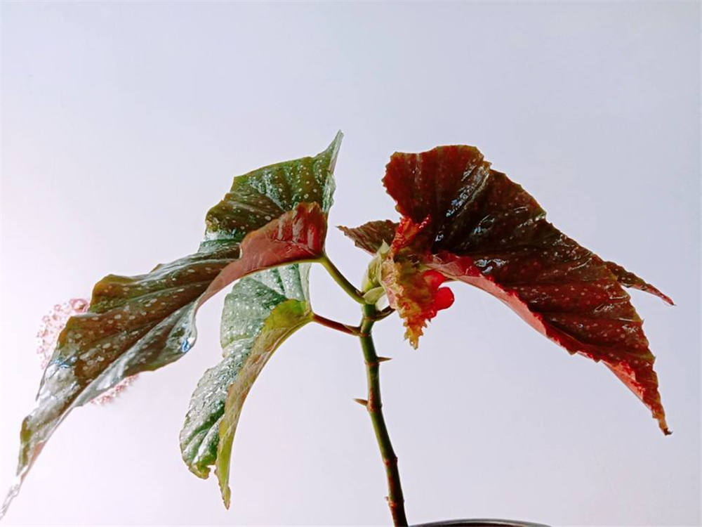 竹节海棠