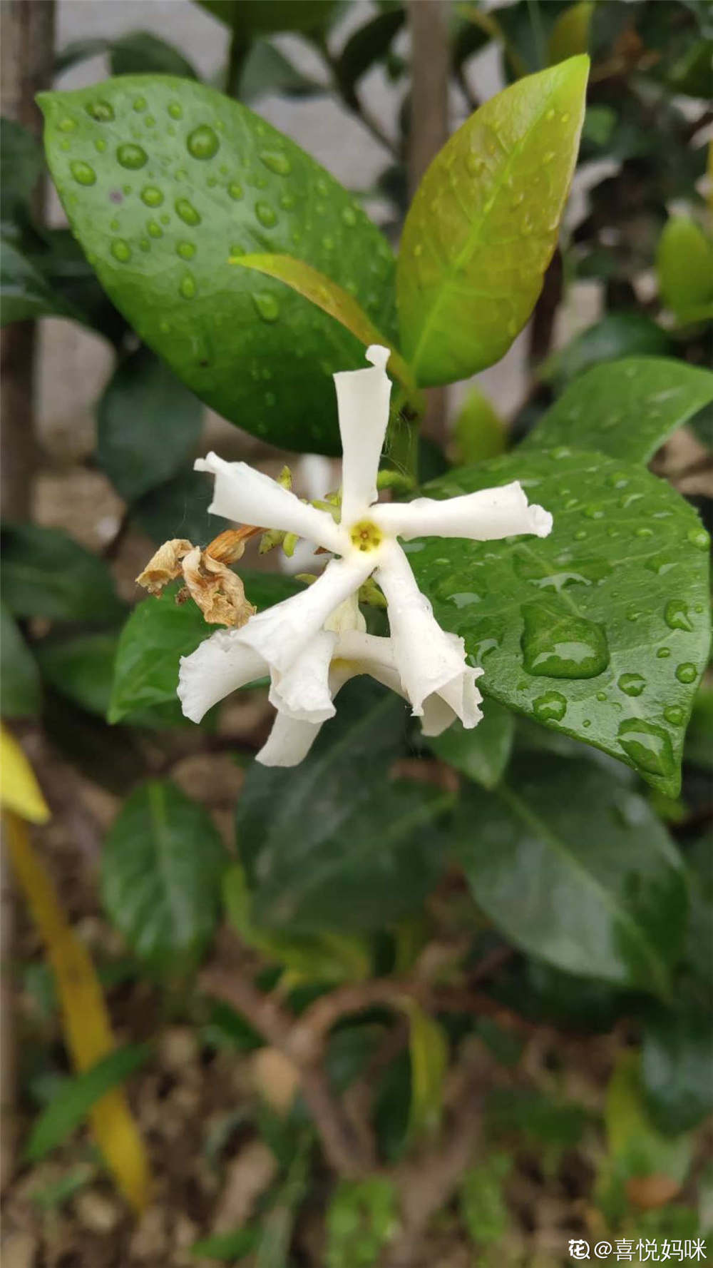 风车茉莉