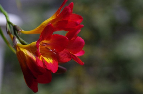香雪兰花语含义 花语是幸福代表着祝福 百科植物
