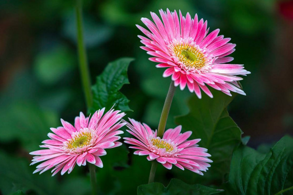 扶郎花花语